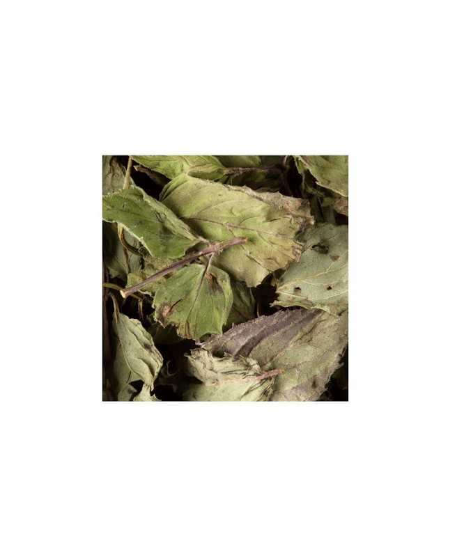 MENTA PIPERITA Tisana 24 Bustine in SACHETS CRISTAL Monodose - DAMMANN FRERES